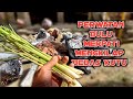 Tips agar bulu merpati bebas kutu dan mengkilap