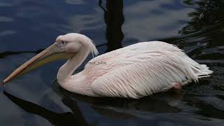 Download Lagu Suara Pelikan MP3