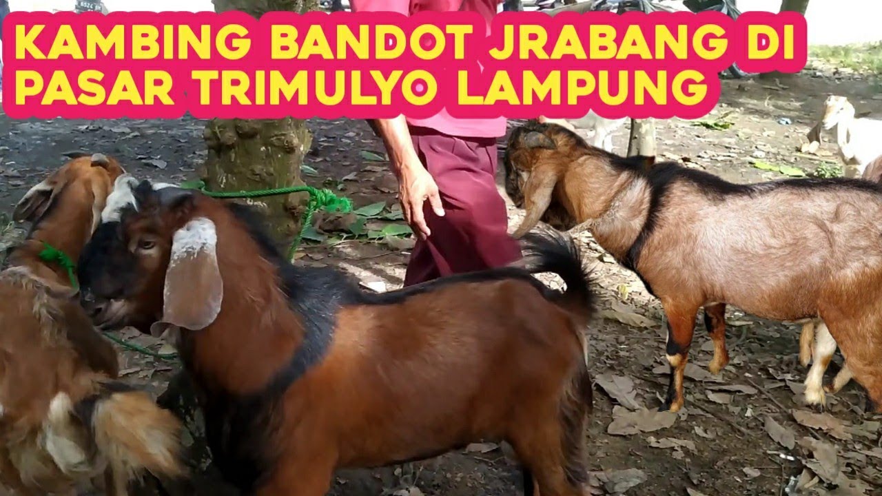 KAMBING BANDOT JRABANG DI PASAR TRIMULYO LAMPUNG - YouTube