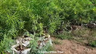 Stay Home, Save Lives.  Stop Talking, Start Planting. #PandaMitiPendaKenya