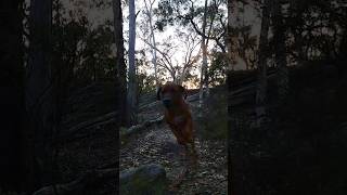 My Ridgeback Loki comes down a rock formation pretty quick  (slow mo) #ridgeback #dog #slowmotion