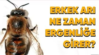 Erkek Ari Ergenli̇ğe Ne Zaman Geli̇r?