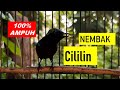 Kolibri Ninja Full Nembak Cililin Rapet Tajam Cocok Buat Masteran Mp3 - Mp4 Download