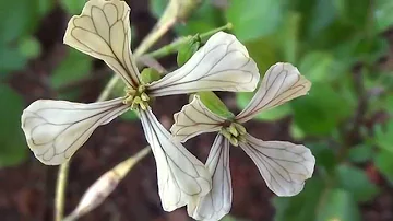 Pourquoi la roquette fleurie ?