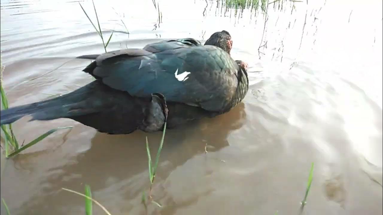 reproduct of black duck YouTube