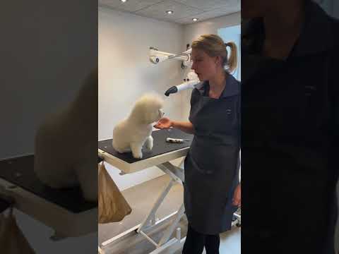 Video: Hunde Hævede Poter - Hævede Poter I Hundebehandlinger