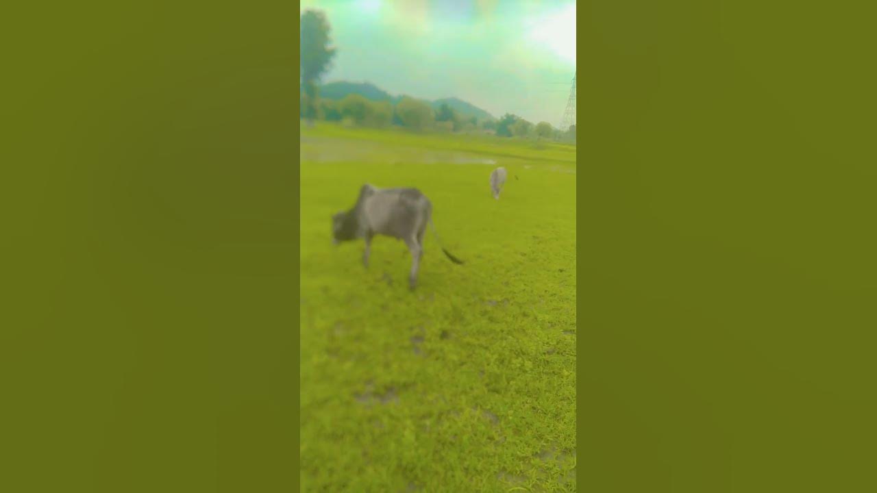 parents hindi song