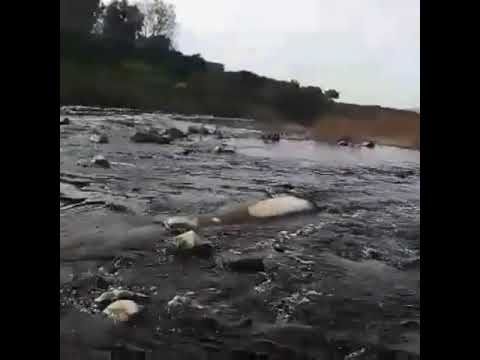 واد ايناون يتعرض لكارثة بيئية بسبب مخلفات الزيتون