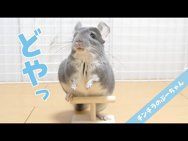 止まり木にとまってドヤ顔してくるチンチラが可愛すぎた！Funny and Cute Chinchilla