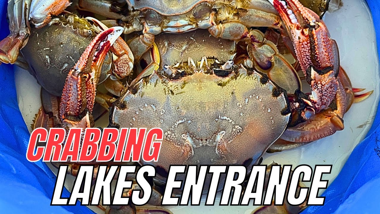 How to catch and cook crabs at Lakes Entrance crabbing lakesentrance