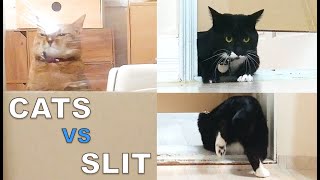 Cats vs Slit (My Cat's Reaction To The Slit Challenge)