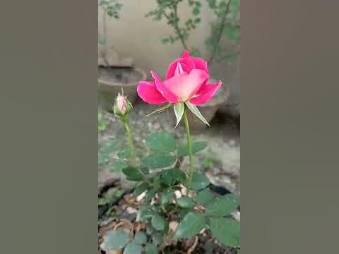 Rare Rose Collections and blooms - YouTube