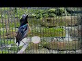 Kolibri Ninja Konin Mewah Full Tembakan Isian Cocok Untuk Terapi Dan Masteran Mp3 - Mp4 Download