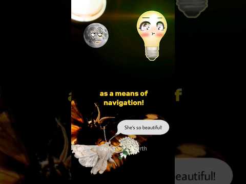 Why Moths was