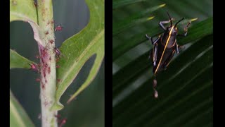 How to Control Pests in Your Garden Naturally, Cheap & Easy Hydroponics