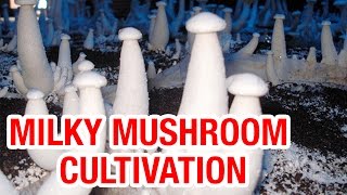 Milky Mushroom cultivation and latest technology for commercial farming | Padi Pantalu