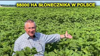 TO ZASKOCZYŁO WŁAŚCICIELA POLA - NIESAMOWITE REZULTATY PIELNIKA W SŁONECZNIKU