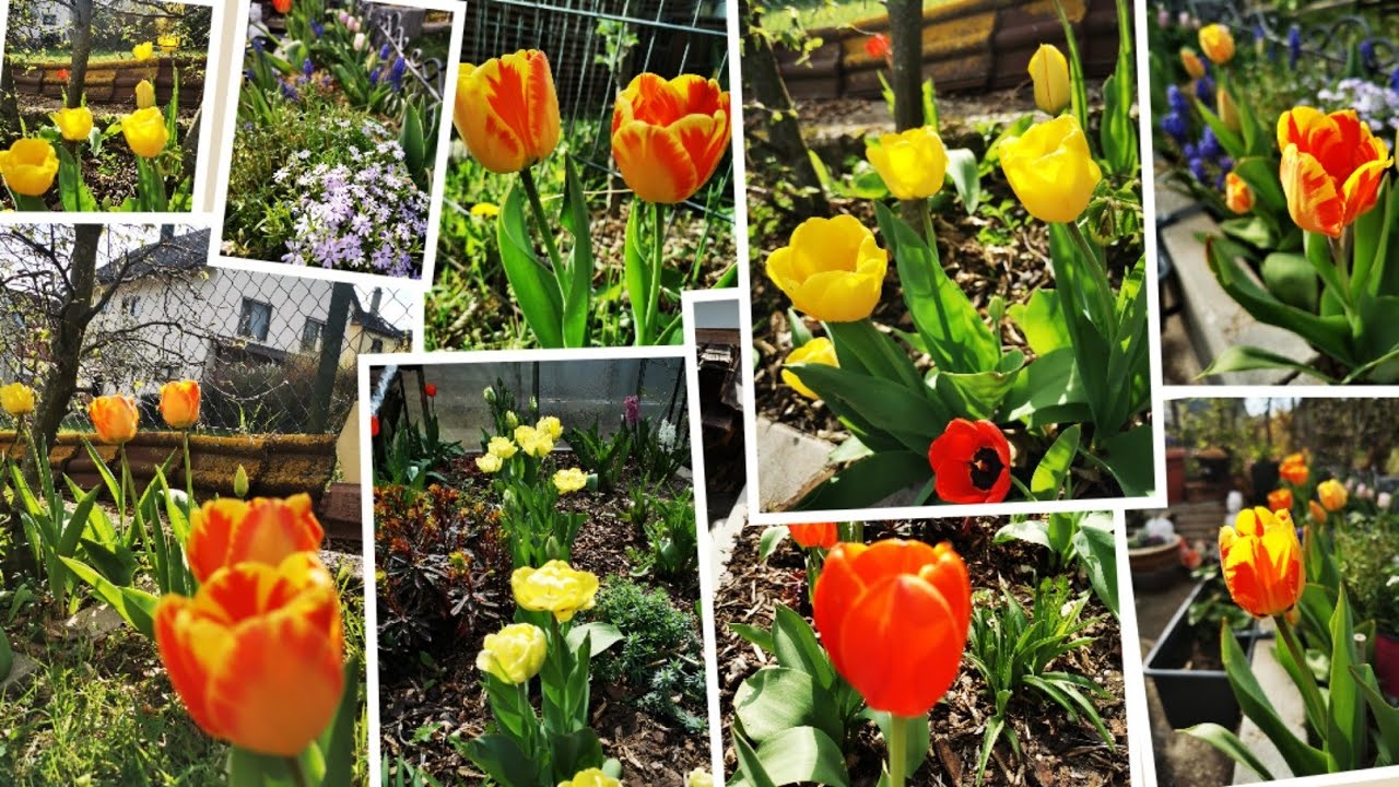 SPRING FLOWERS in Germany YouTube