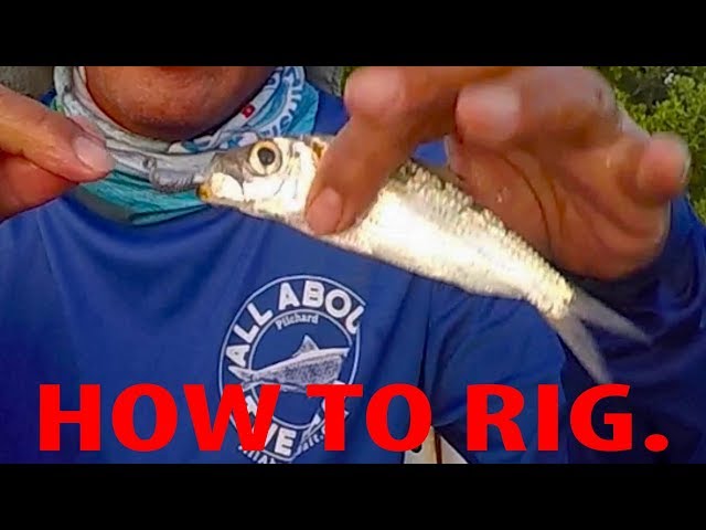 Top Fishing Tips: How To Rig Live Pilchards (White Bait) 
