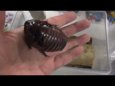ヨロイモグラゴキブリを触ってみた Giant Burrowing Cockroach Youtube