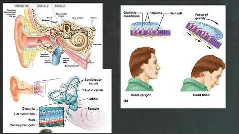 Organ of corti พบได ในอว ยวะใด ม ความสำค ญ