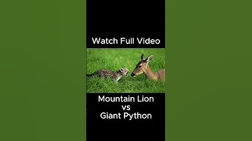 Brave Heroes Save Mountain Lion from Giant Python’s Terrifying Attack 🐍 #AIrescue #AIvideo #AIshorts