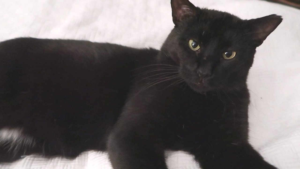 funny cats sleeping in weird positions compilation 2014 funnyplox Boo Day 272 - A Crown For Stella - Mail Time - Cat Reality Show Soap Opera
