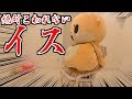 例の壊れないイスで遊んでみましたっ☆ちぃたんですっ☆