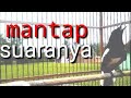 Gaya Kacer Gacor Ngeplong Full Isian Cocok Untuk Pancingan Kacer Poci Macet Mp3 - Mp4 Download