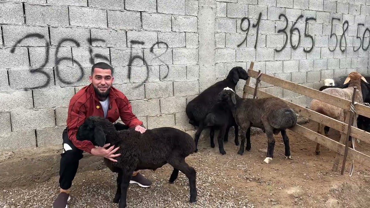 Мол-Қой нархнаволар ШАХРИХОН МОЛ БОЗОР (СЕШКА)