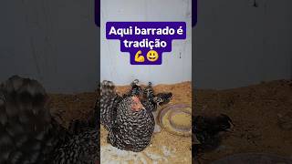muitos pintainhos Nagasaki barrados top #aves #galinha