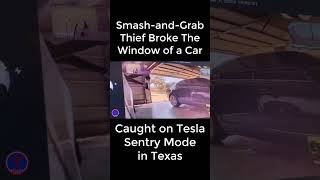 Smash-and-Grab Thief | TeslaCam Live