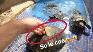 A Mis Tortugas Se Les Cae El Caparazón😱🐢