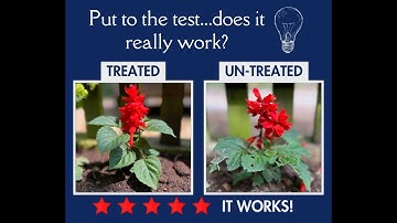 A little experiment to see if Slug, Snail and Aphid Repellent actually works