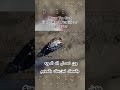 Crimson Desert How To Get Field And Fertilizer Sprayer| وين تحصل اله المويه والسماد لمزرعتك بالمخيم