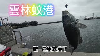 體驗薄仔小螃蟹的威力 #黑格必殺餌 #釣魚 #黑格 # 薄仔 #阿旺愛釣魚 #雲林蚊港水門