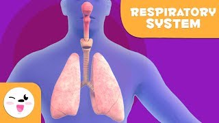Respiratory System - Learning the Human Body for kids