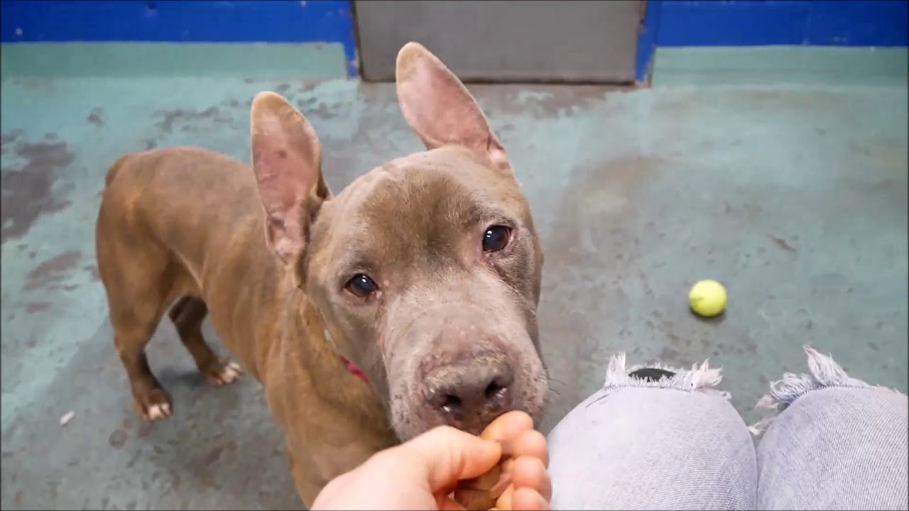 adopt cats long island Cesar 53657 | Old Man Dreamboat