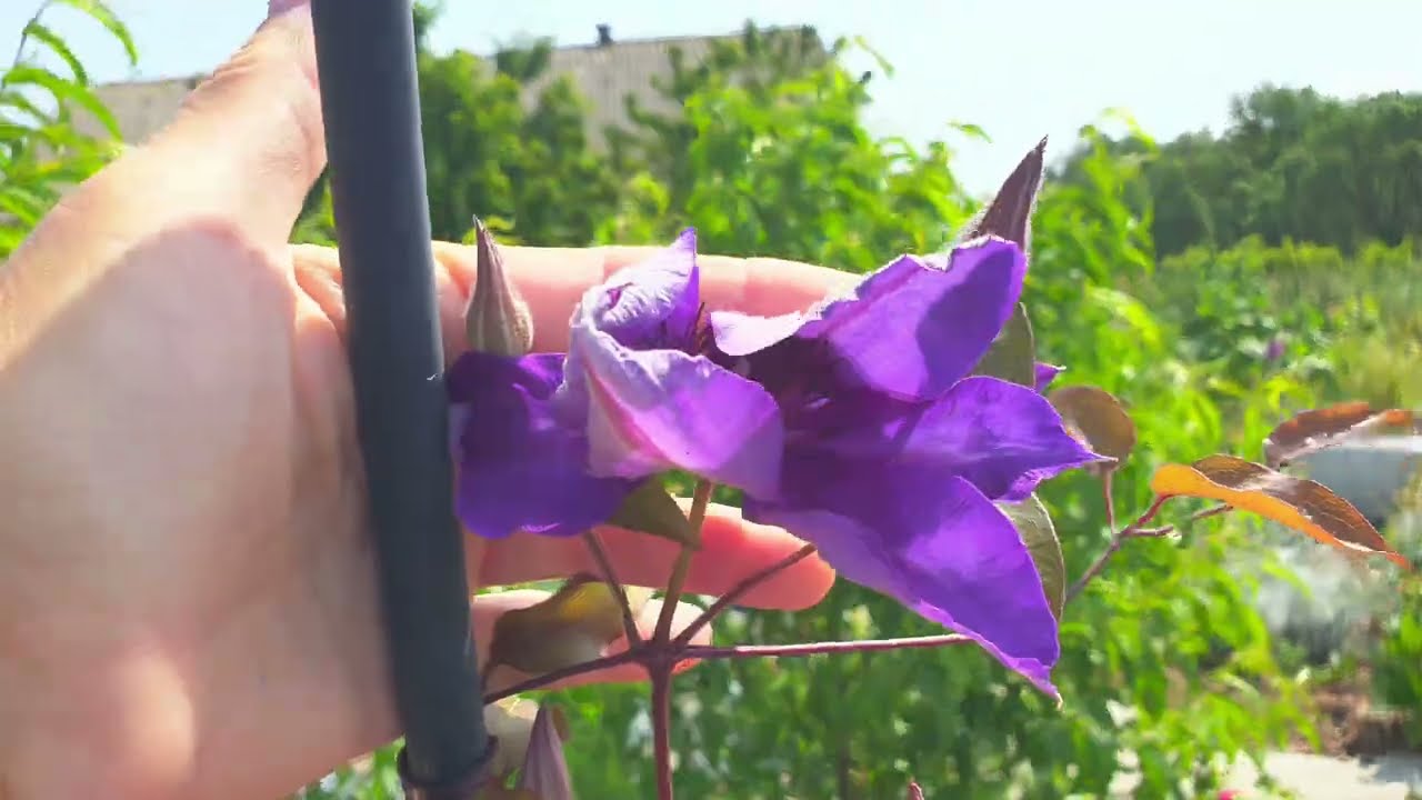 Róże, bambus i inne ciekawostki - 22 czerwca 2025