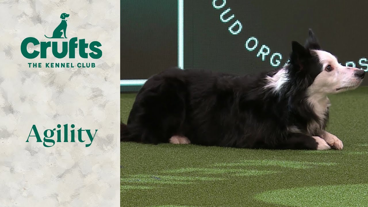 Agility - International Invitation Large Final (Agility) | Crufts 2024