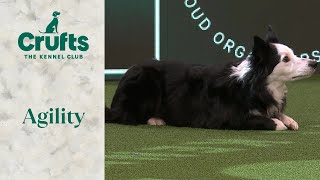 Agility  International Invitation Large Final (Agility) | Crufts 2024