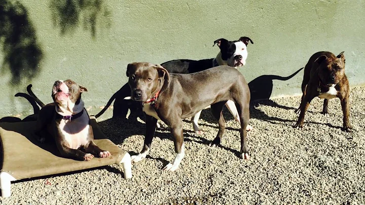 Downtown Dog Rescue