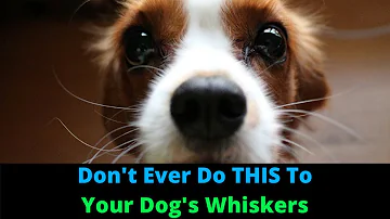 Can my dog feel when I touch his whiskers?