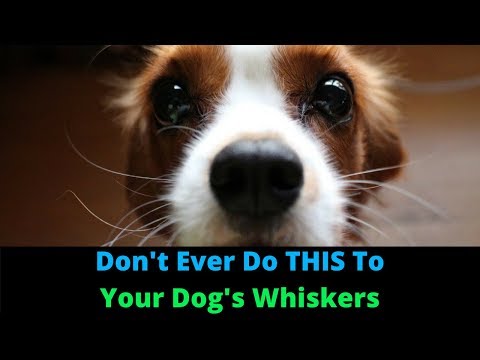 Video: Ovlivňuje psa, aby naklonil kníry?