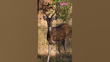 deer 😍 before after photo edit video #shorts