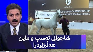 شاجوانی ئەسپ و ماین هەڵبژێردرا