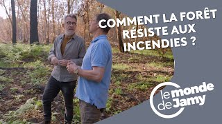 Les défenses naturelles de la forêt face aux incendies