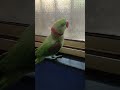 Bugu parrot 🦜| cute 🥰 #buguu #parrotvideo #parrotlover #parrottalking #buggubaby #parrot
