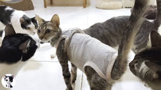 Download Lagu A skinny mother cat becomes popular among the resident cats in the first cat room MP3