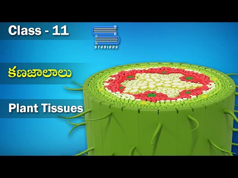 కణజాలాలు – Plant Tissues | Anatomy of Flowering Plants | Biology 11 | Telugu | Class 11 | Bipc